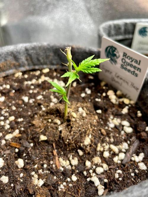 Super Lemon Haze. Week 2