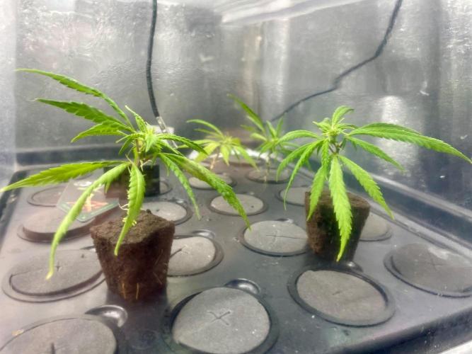 Super Lemon Haze. Week 0