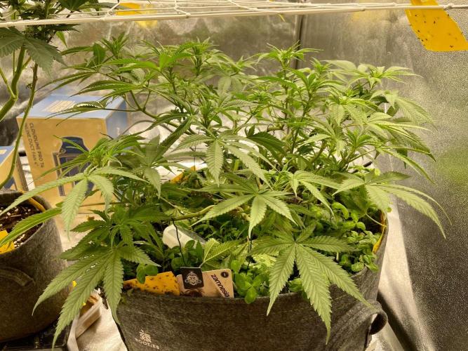 Colombian Gold. Week 10