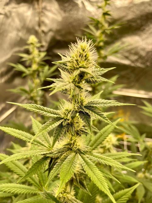 Ultra Violet GMO. Week 11