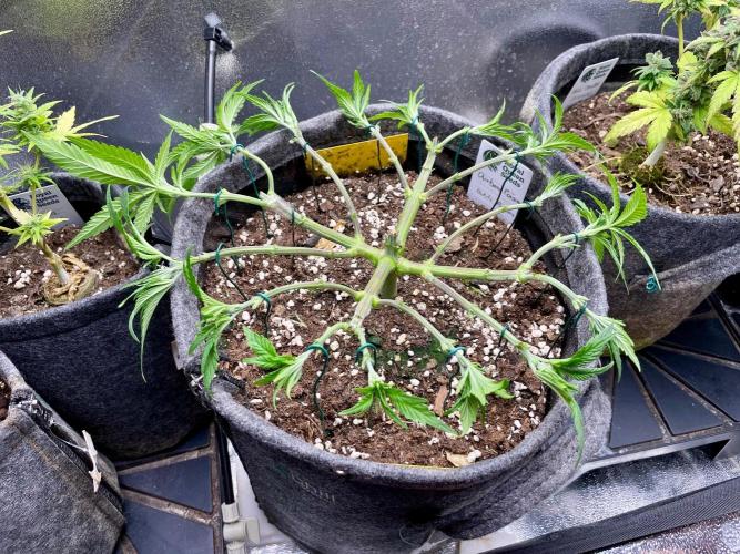 Durban Poison. Week 6