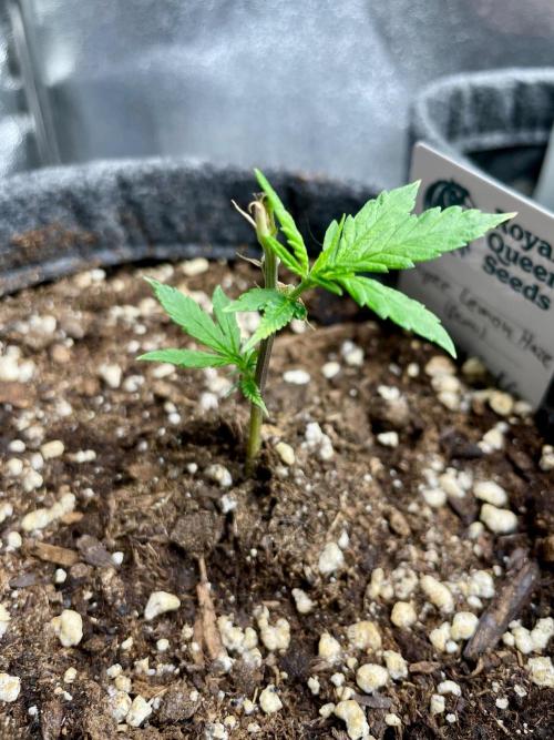 Super Lemon Haze. Week 2