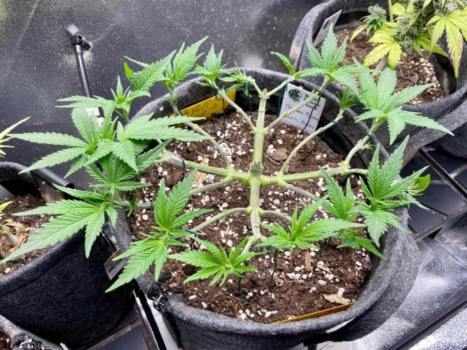 Durban Poison. Week 7