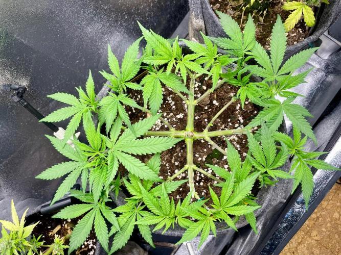 Durban Poison. Week 7