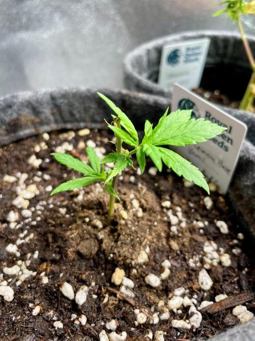 Super Lemon Haze. Week 2