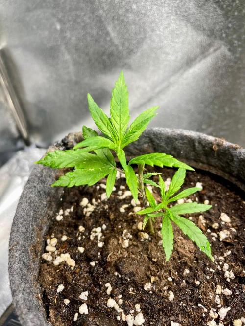 Super Lemon Haze. Week 2