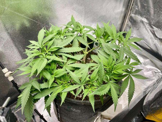 Durban Poison. Week 7