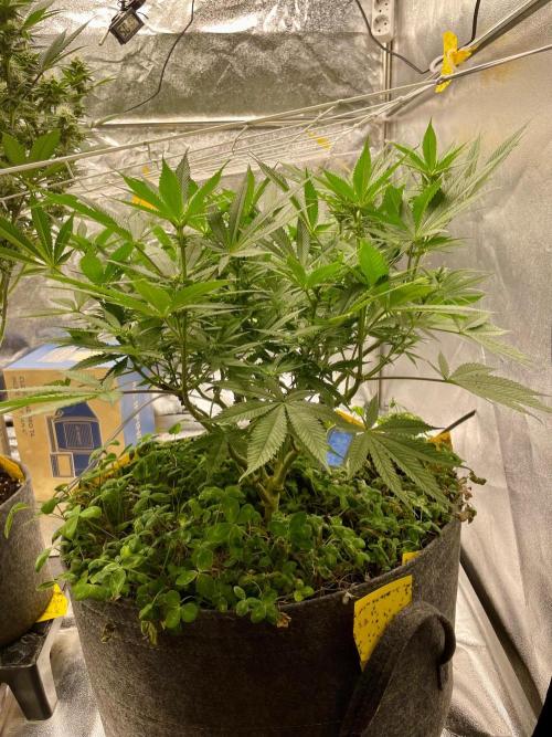 Colombian Gold. Week 11