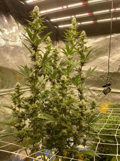 Ultra Violet GMO. Week 12