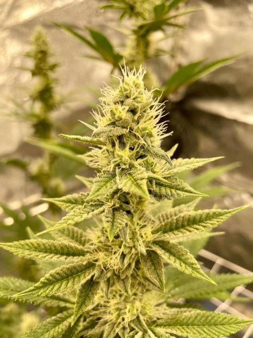 Ultra Violet GMO. Week 12