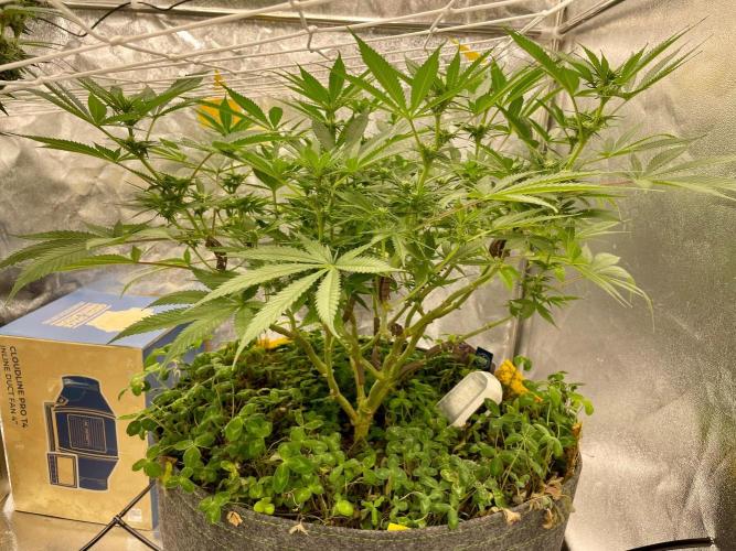 Colombian Gold. Week 11