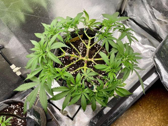 Durban Poison. Week 7