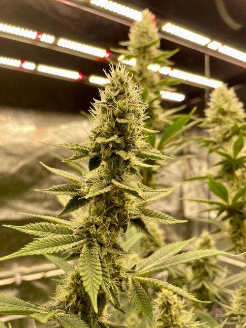 Ultra Violet GMO. Week 13