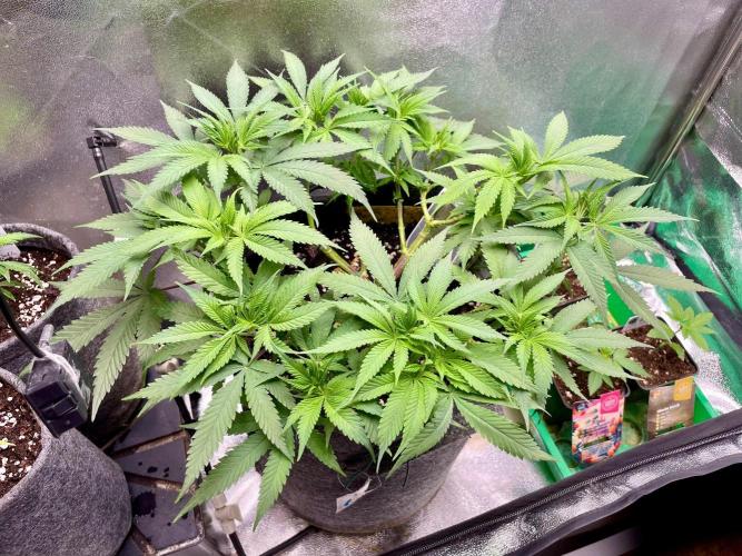 Durban Poison. Week 7