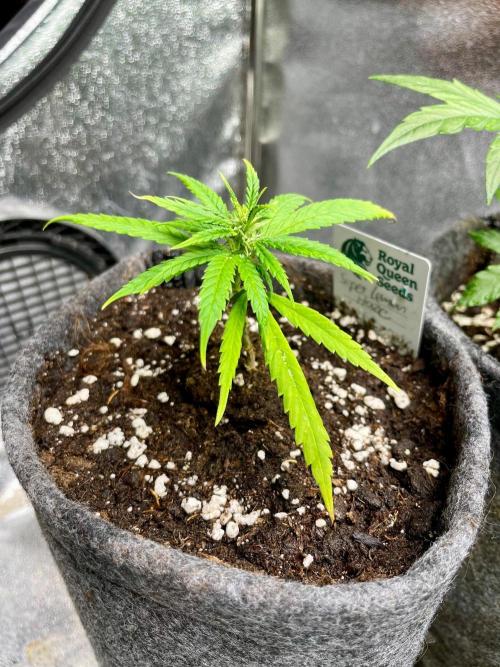 Super Lemon Haze. Week 3