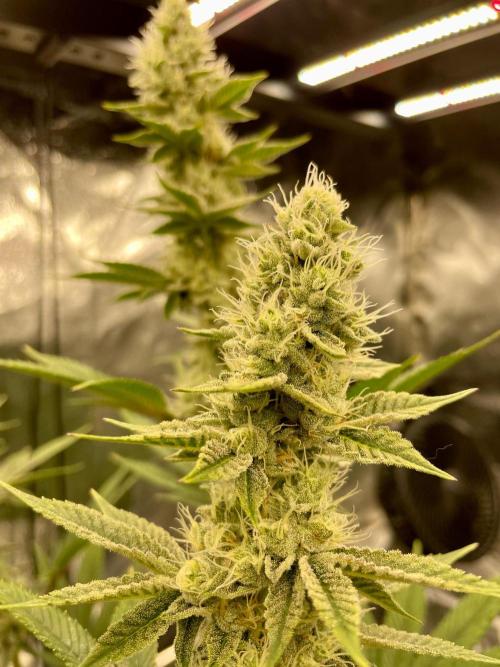 Ultra Violet GMO. Week 13