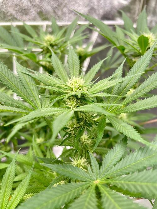 Colombian Gold. Week 12