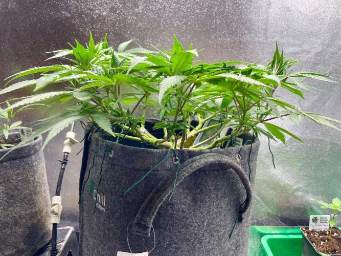 Durban Poison. Week 8