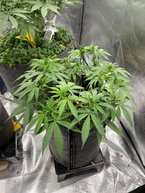Durban Poison. Week 9
