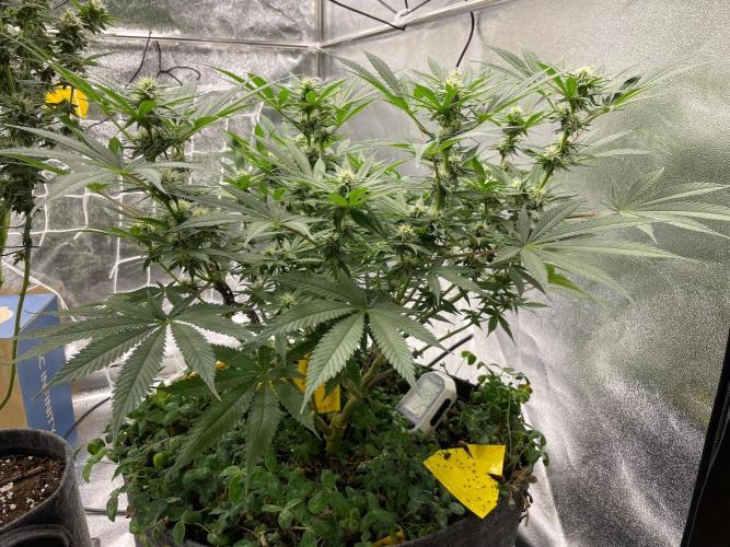 Colombian Gold. Week 12