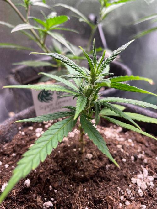 Super Lemon Haze. Week 3
