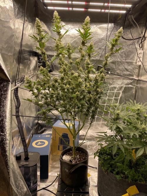 Ultra Violet GMO. Week 14