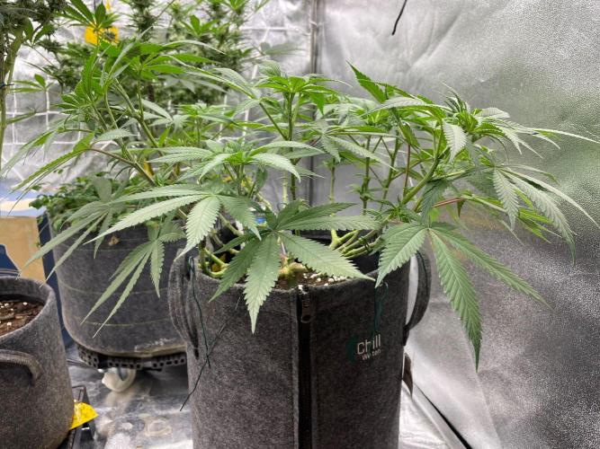 Durban Poison. Week 9