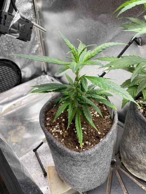 Super Lemon Haze. Week 4