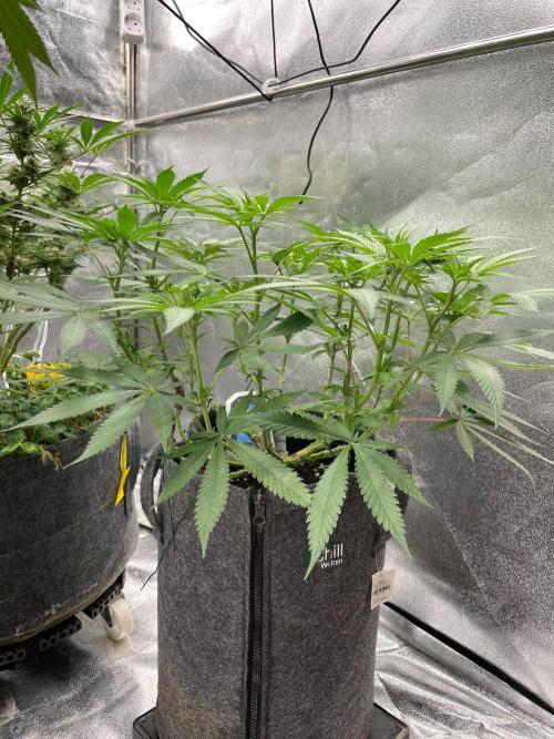 Durban Poison. Week 10