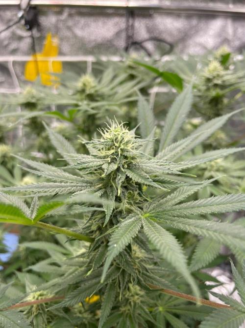 Colombian Gold. Week 13