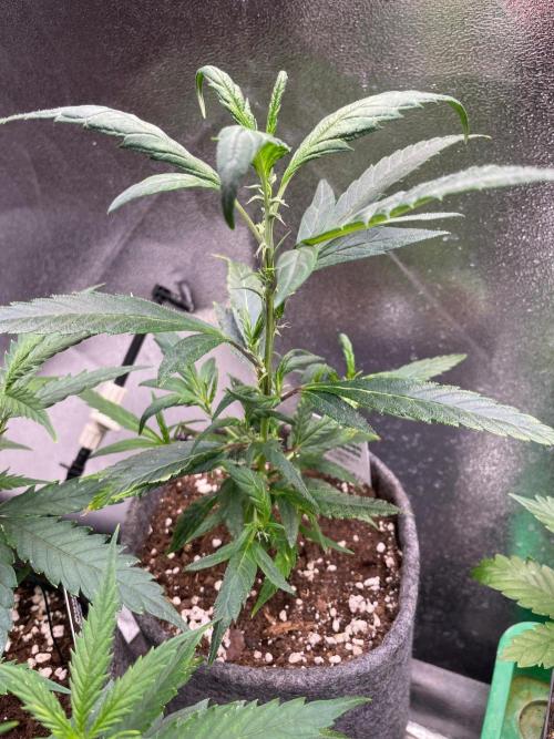 Super Lemon Haze. Week 4