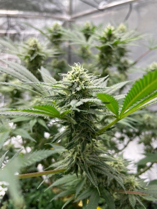 Colombian Gold. Week 13