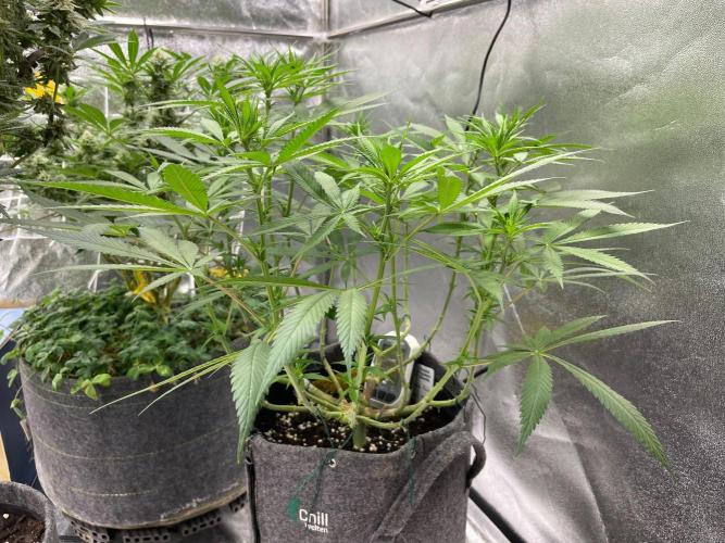 Durban Poison. Week 10