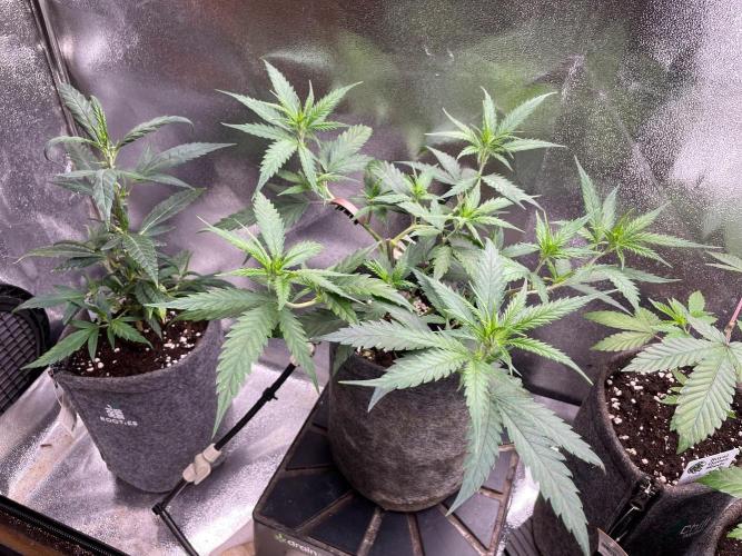 Super Lemon Haze. Week 5