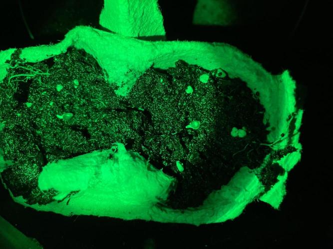 Velvet Moon, Green House. Week 0 - D.001_SPROUT TAILS