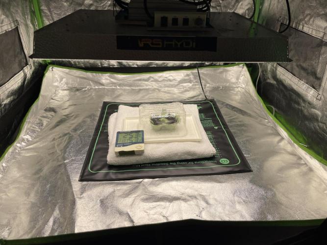 Velvet Moon, Green House. Week 0 - D.002_SEEDLING ENVIROMENT SET