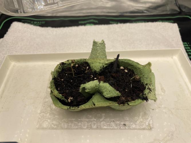 Velvet Moon, Green House. Week 0 - D.003_SEEDLING CHECKED