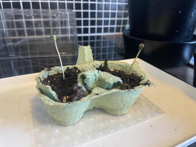 Velvet Moon, Green House. Week 0 - D.004_SEEDLING KEEP IT STRONG