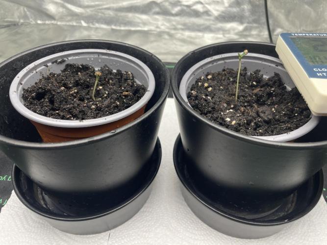 Velvet Moon, Green House. Week 0 - D.004_SEEDLING SMALL POTS SET