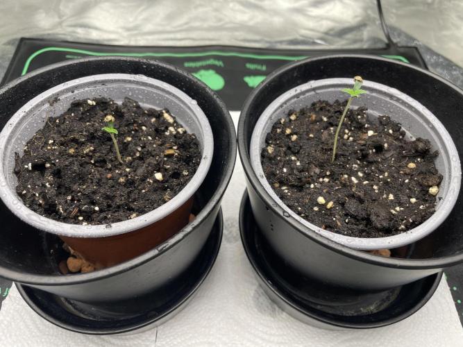 Velvet Moon, Green House. Week 1