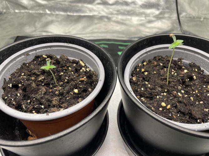 Velvet Moon, Green House. Week 1