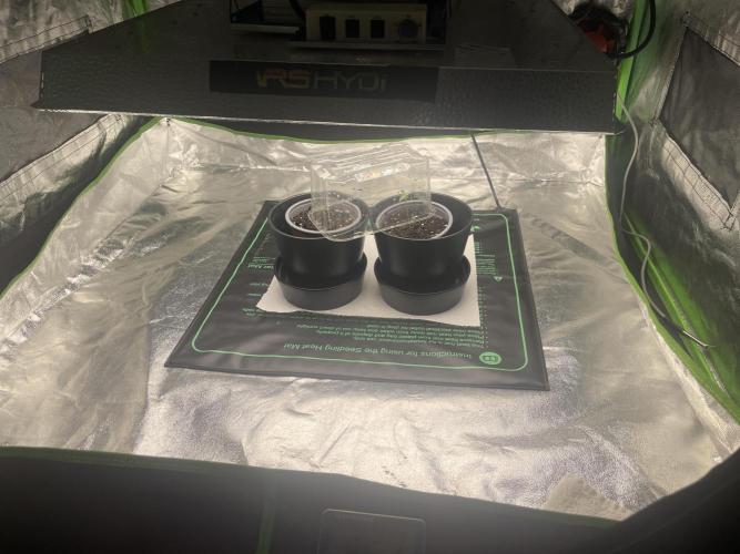 Velvet Moon, Green House. Week 1