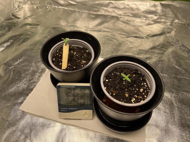 Velvet Moon, Green House. Week 1 - D.008_