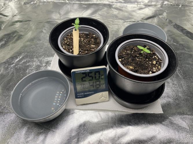 Velvet Moon, Green House. Week 1 - D.009_