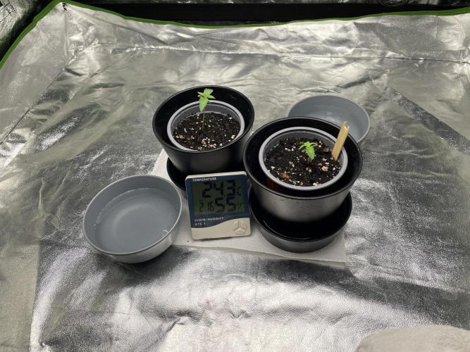 Velvet Moon, Green House. Week 1 - D.010_