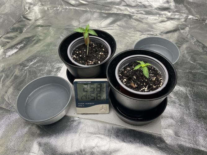 Velvet Moon, Green House. Week 1 - D.011_