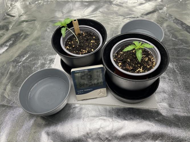 Velvet Moon, Green House. Week 1 - D.012_