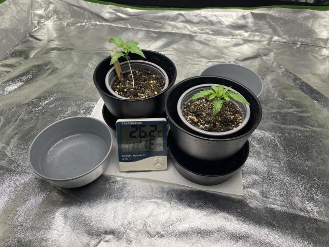 Velvet Moon, Green House. Week 1 - D.013_