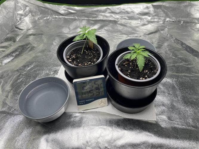 Velvet Moon, Green House. Week 1 - D.014_