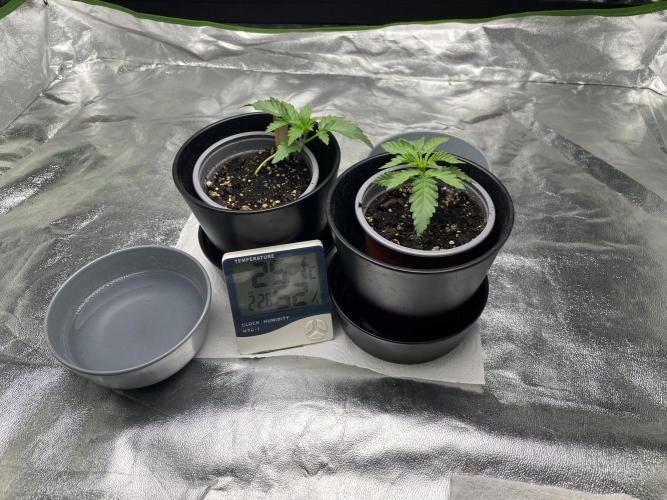 Velvet Moon, Green House. Week 2 - D.015_